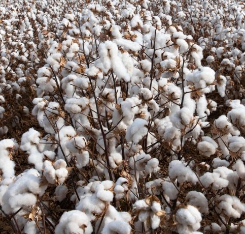 Cotton Seed / Mota Binola – Versatile Raw Material for Oil and Feed